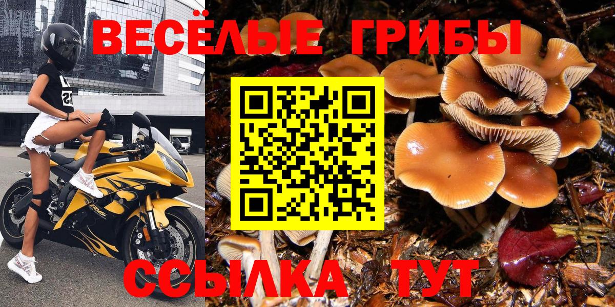 Менделеевск  Псилоцибиновые грибы мицелий  Вход с VPN  Галлюциногенные грибы прущие грибы 